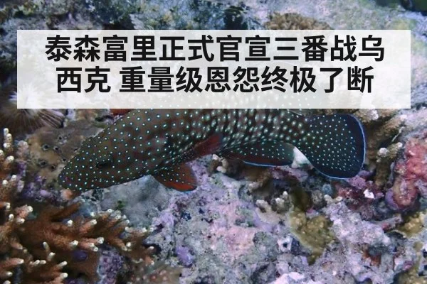 泰森富里正式官宣三番战乌西克 重量级恩怨终极了断